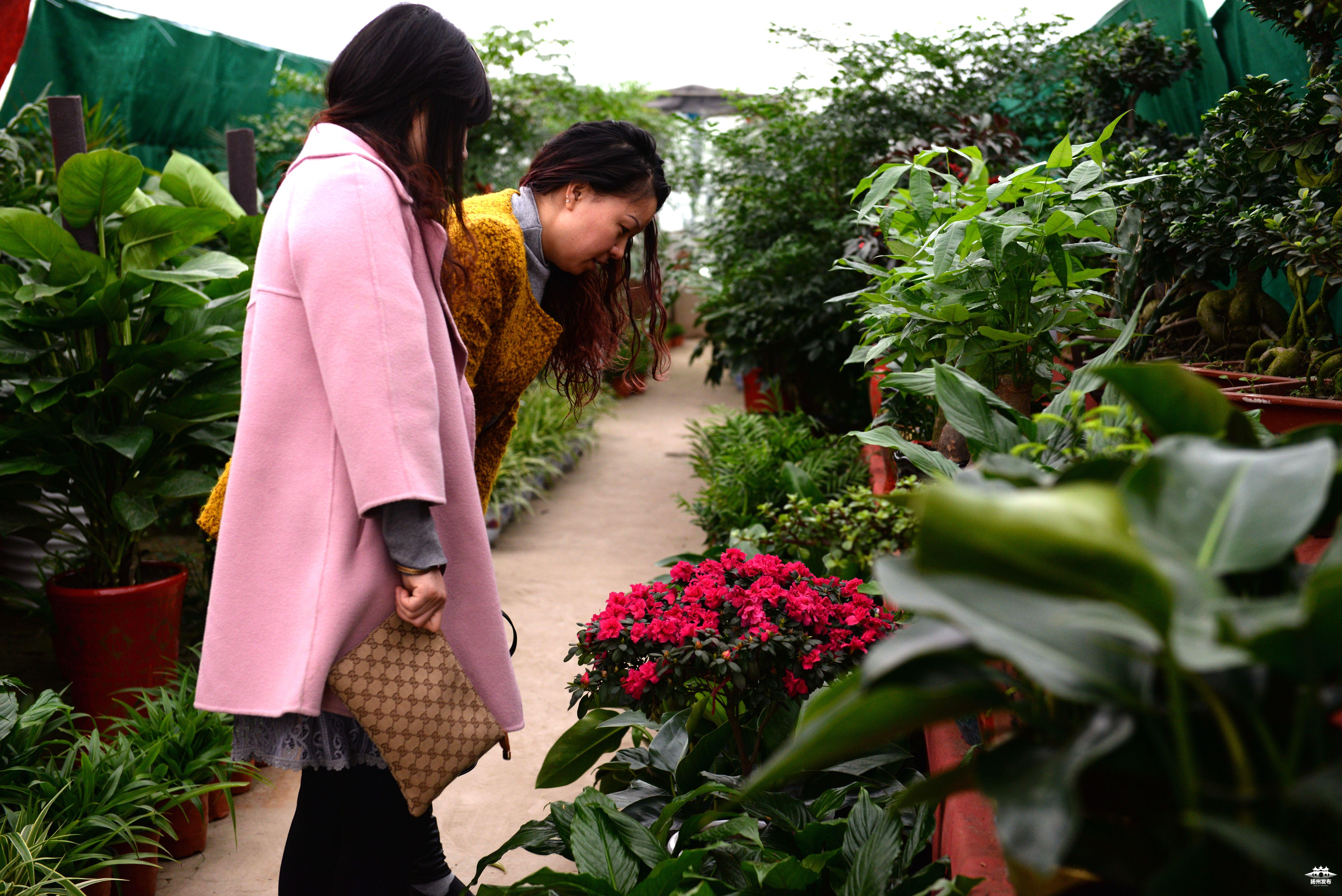 蒋王农业观光园花卉市场迎来旺季