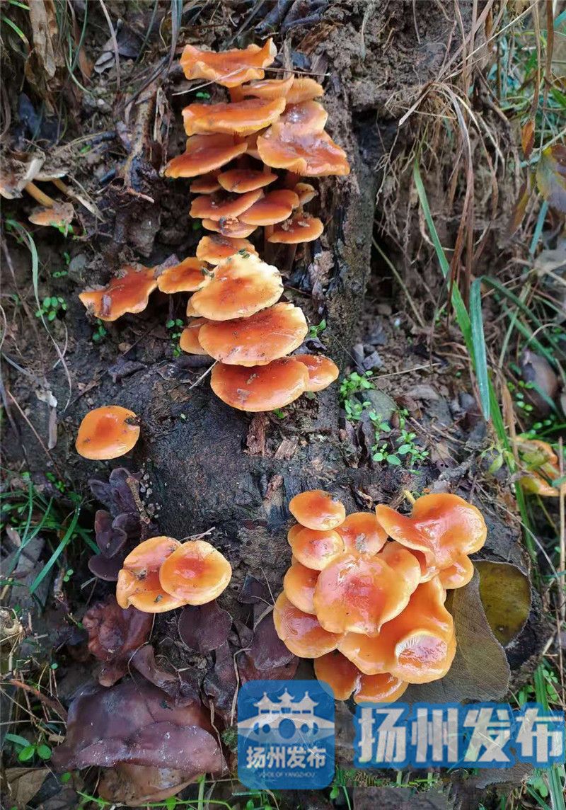 "专家表示,其实这并不奇怪,有些蘑菇很耐寒,适合在冬季生长 家